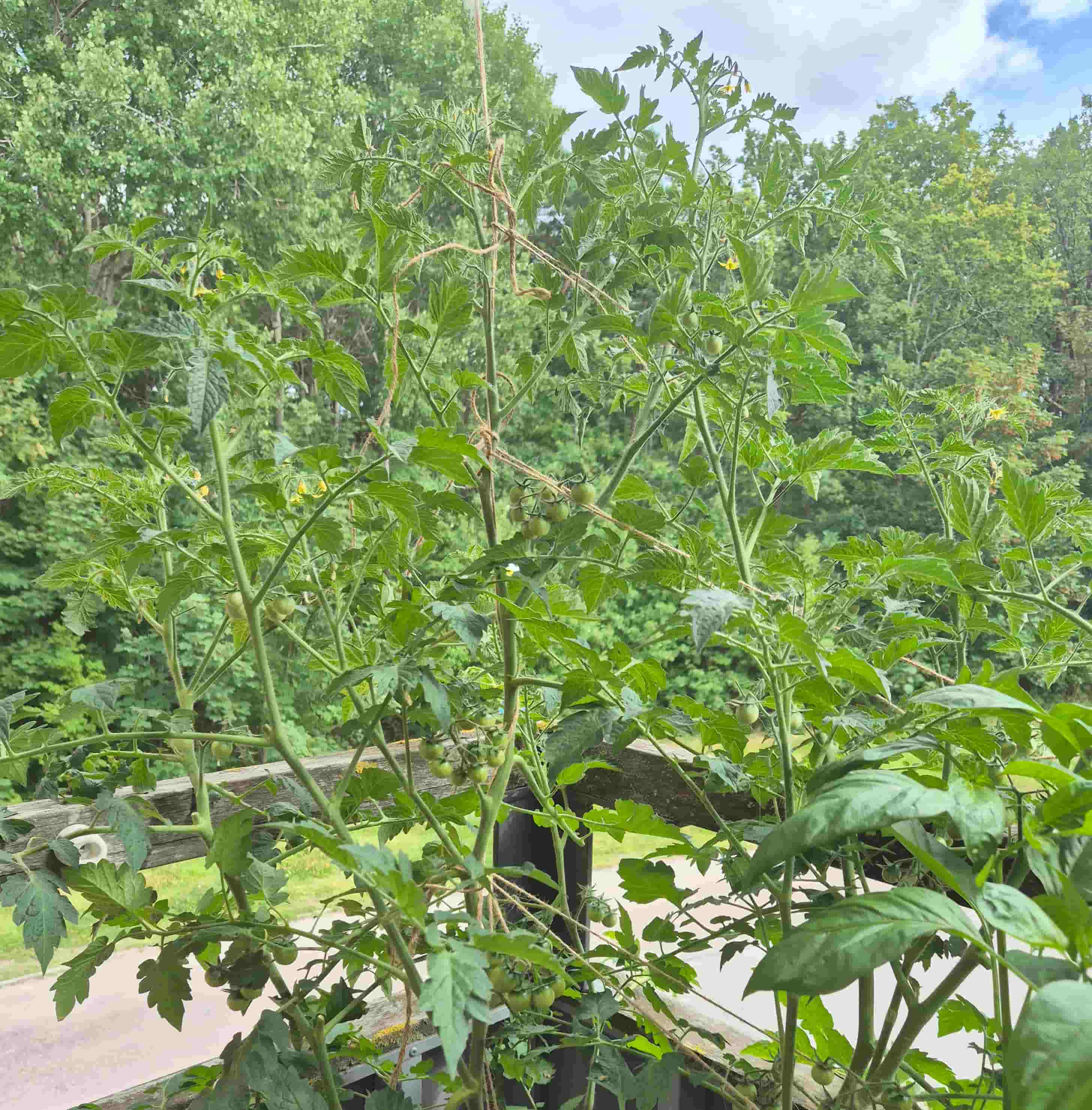 honey drop cherry tomato plant