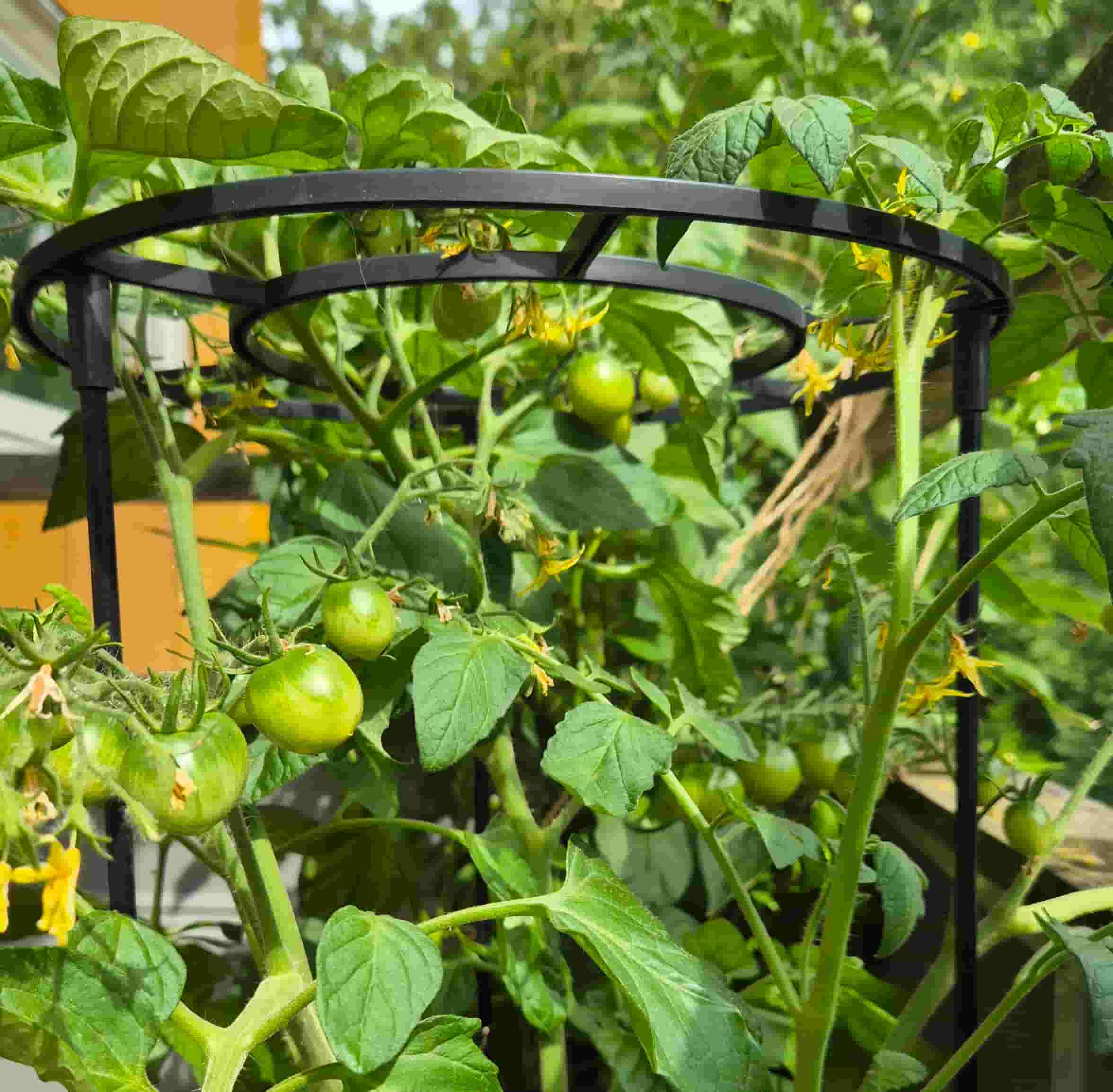 first in field tomato variety with a plastic support