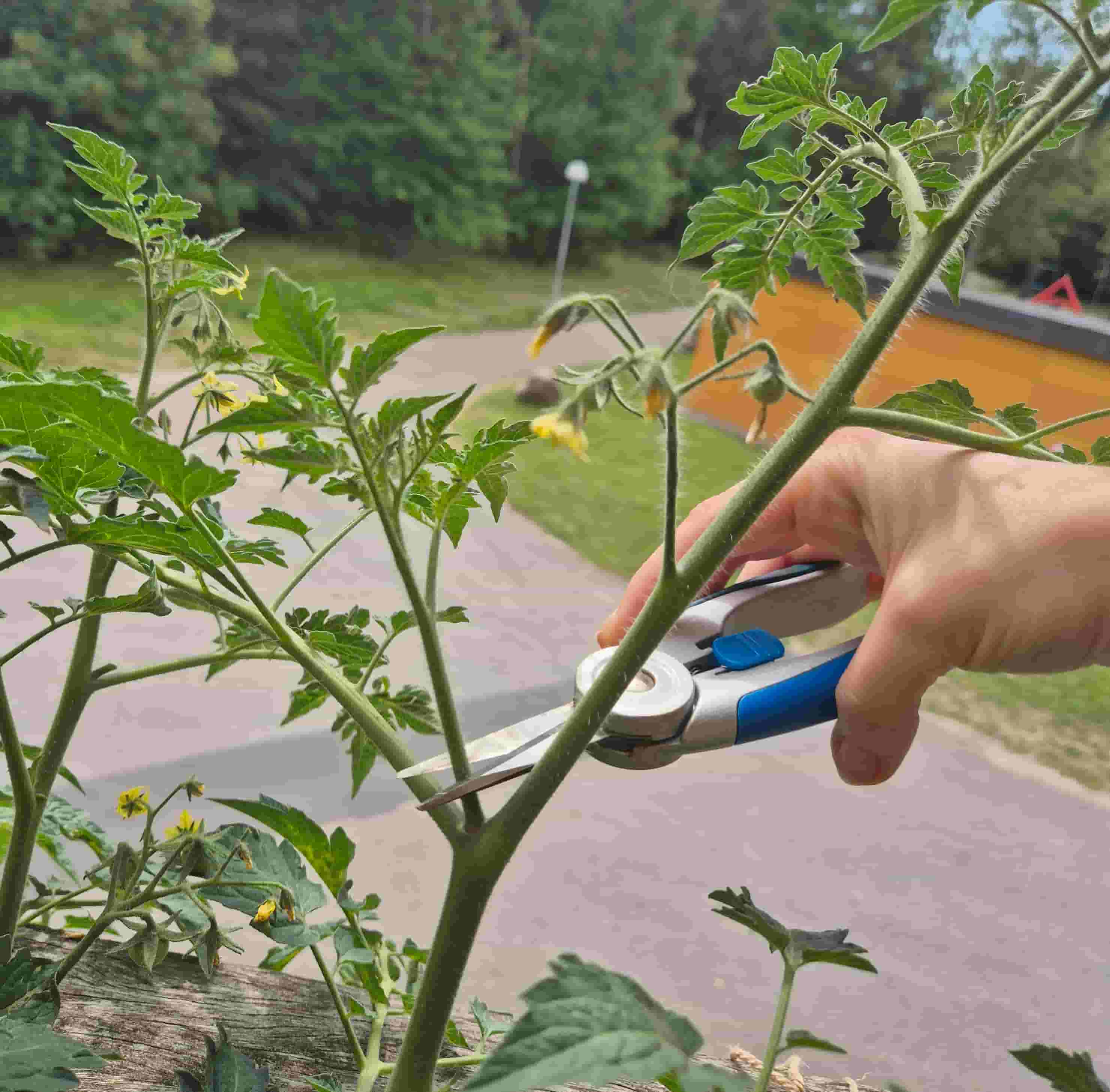 suckers getting pruned off on tomato plant