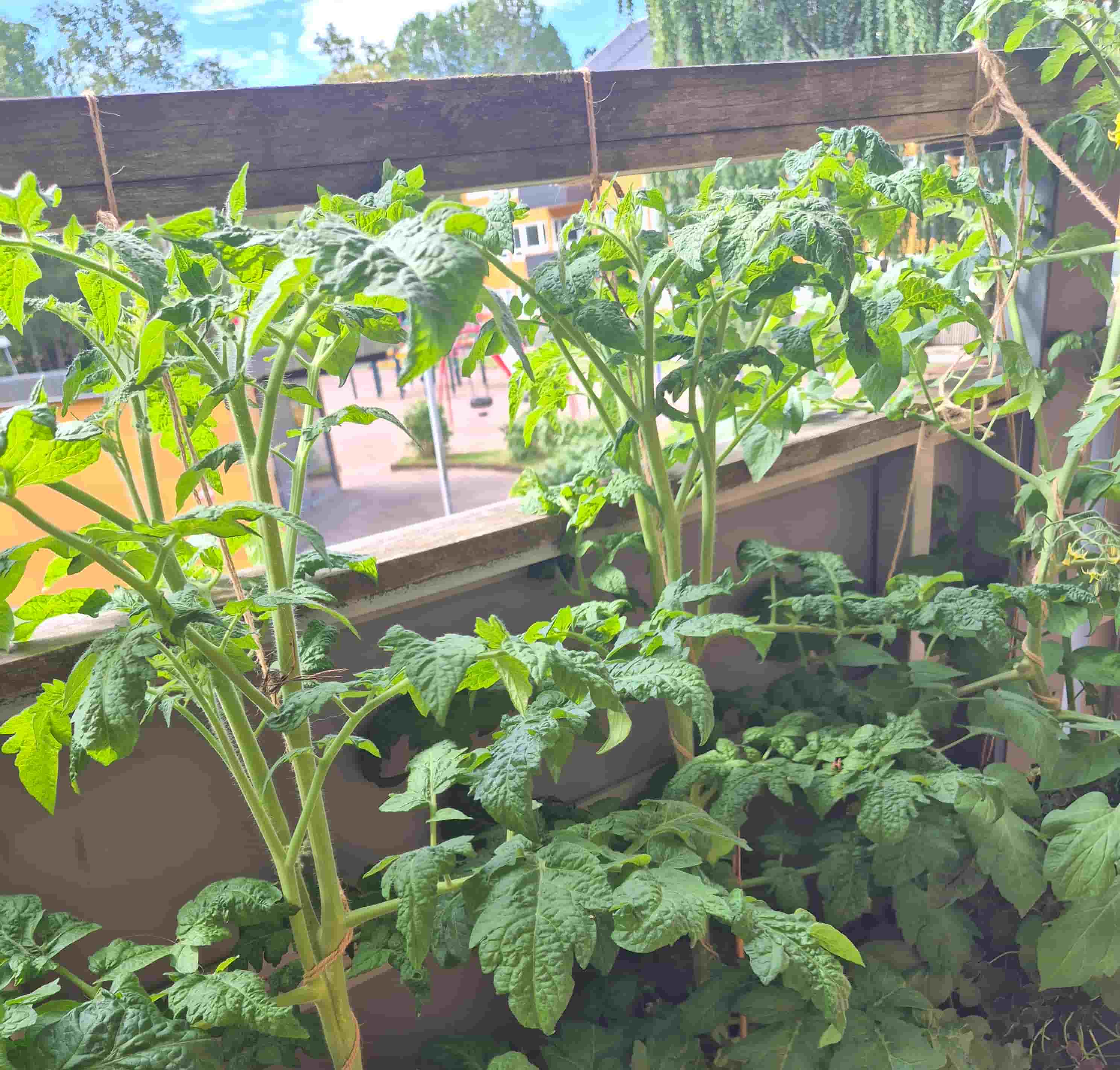 dwarf tomato varieties tied up to the balcony rail