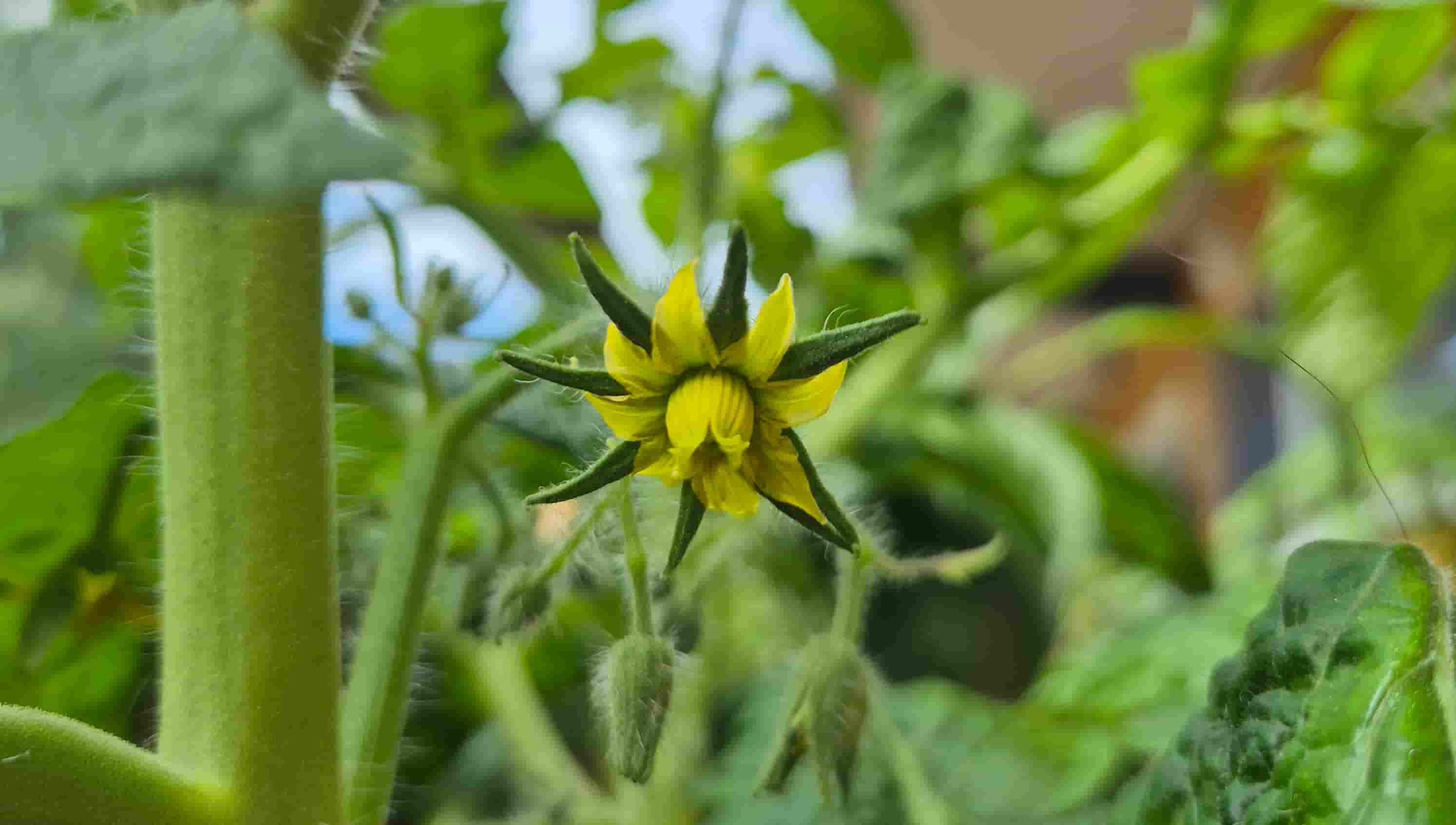 Trimming your bush: Tomato edition 