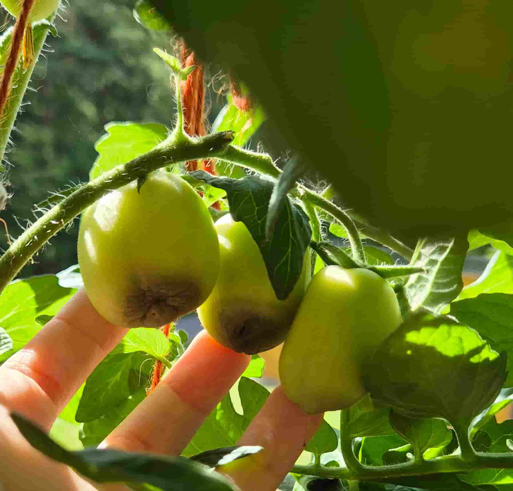 Troubleshooting your garden, when disasters strike