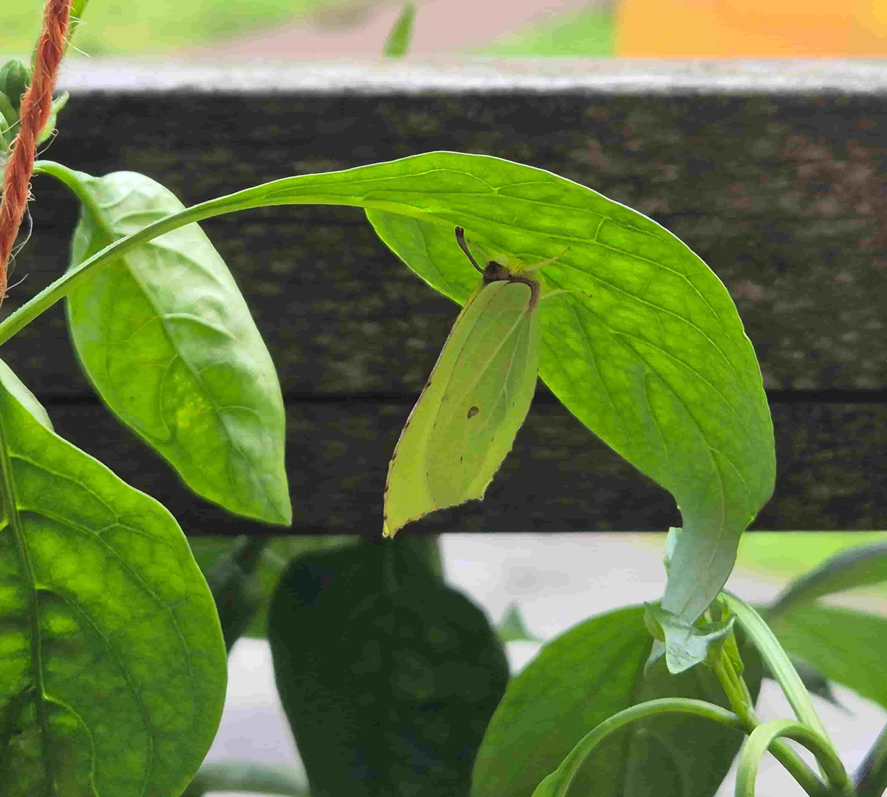 butterfly spotted resting on a pepper leaf