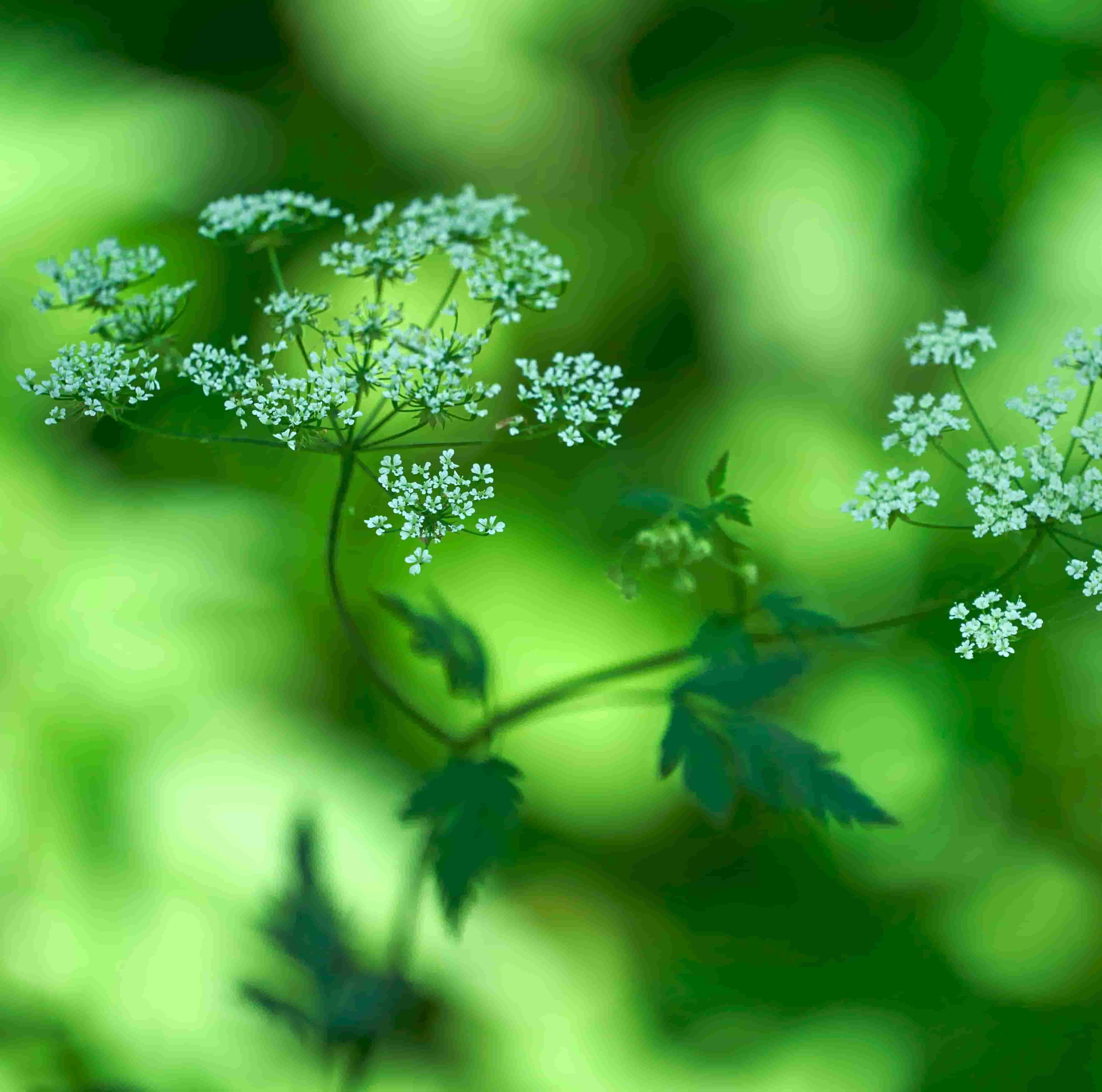 fool's parsley flower