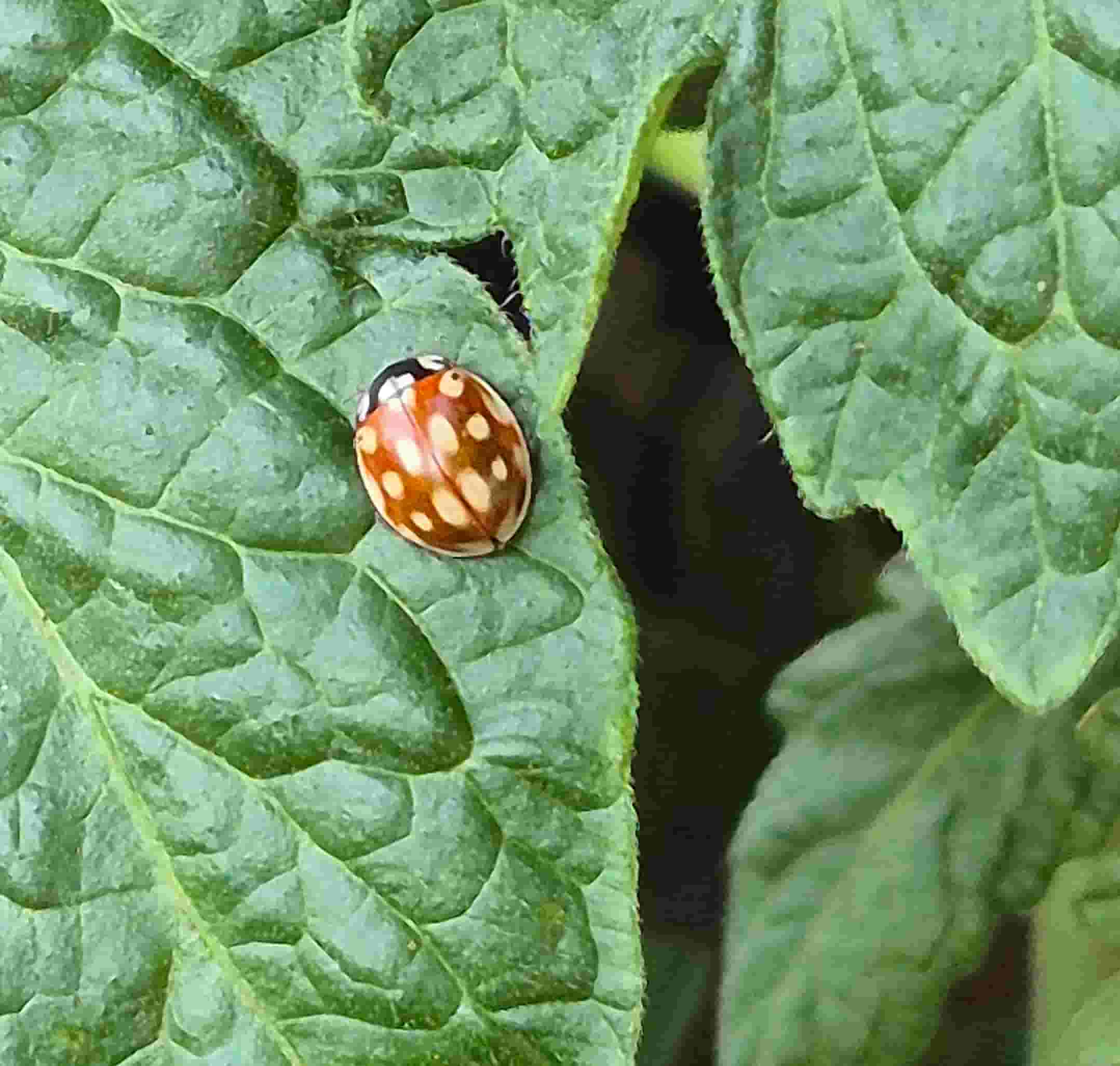 ladybug spotted resting on a tomato leaf
