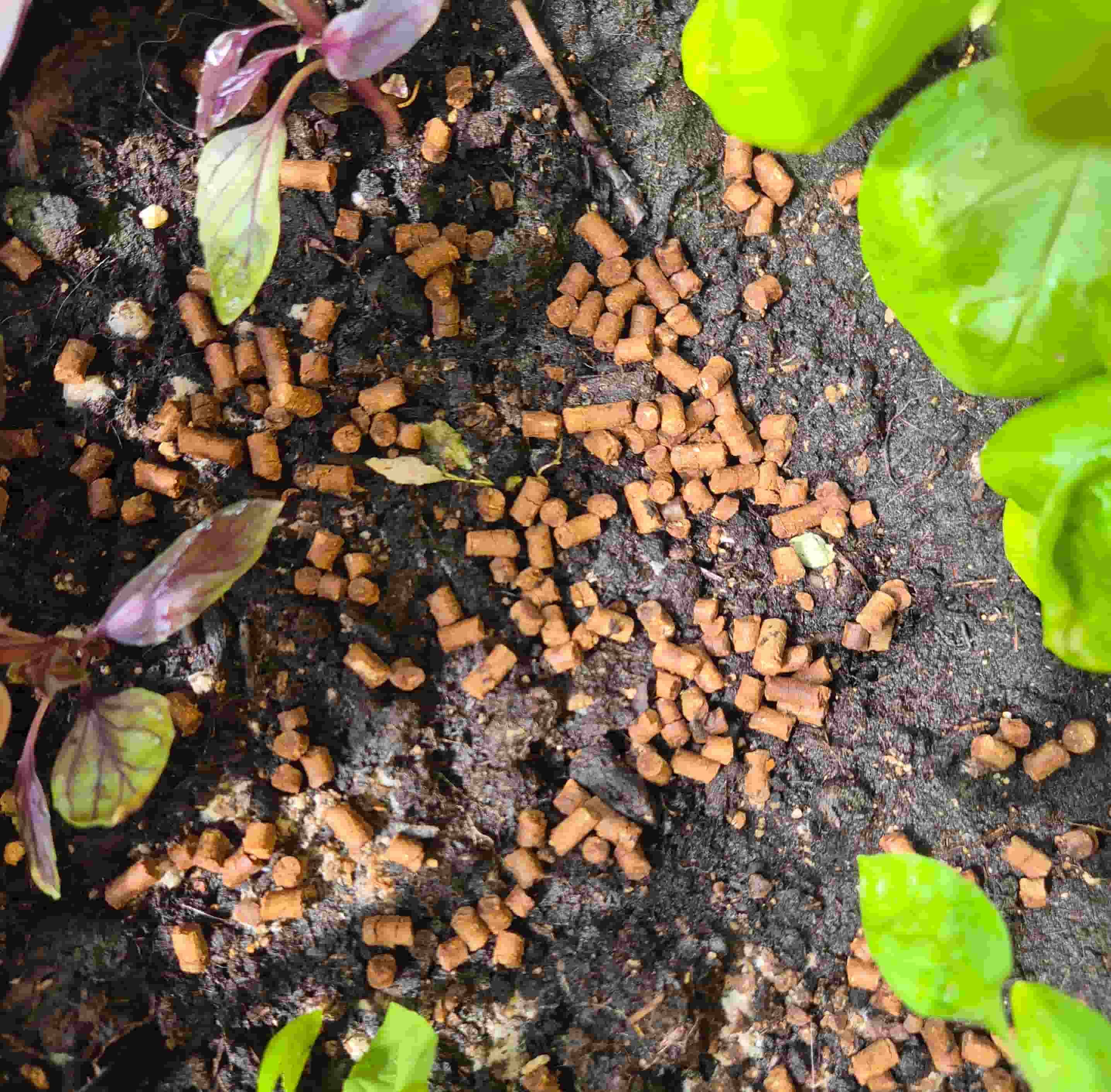 solid pelleted fertilizer from a gardening store