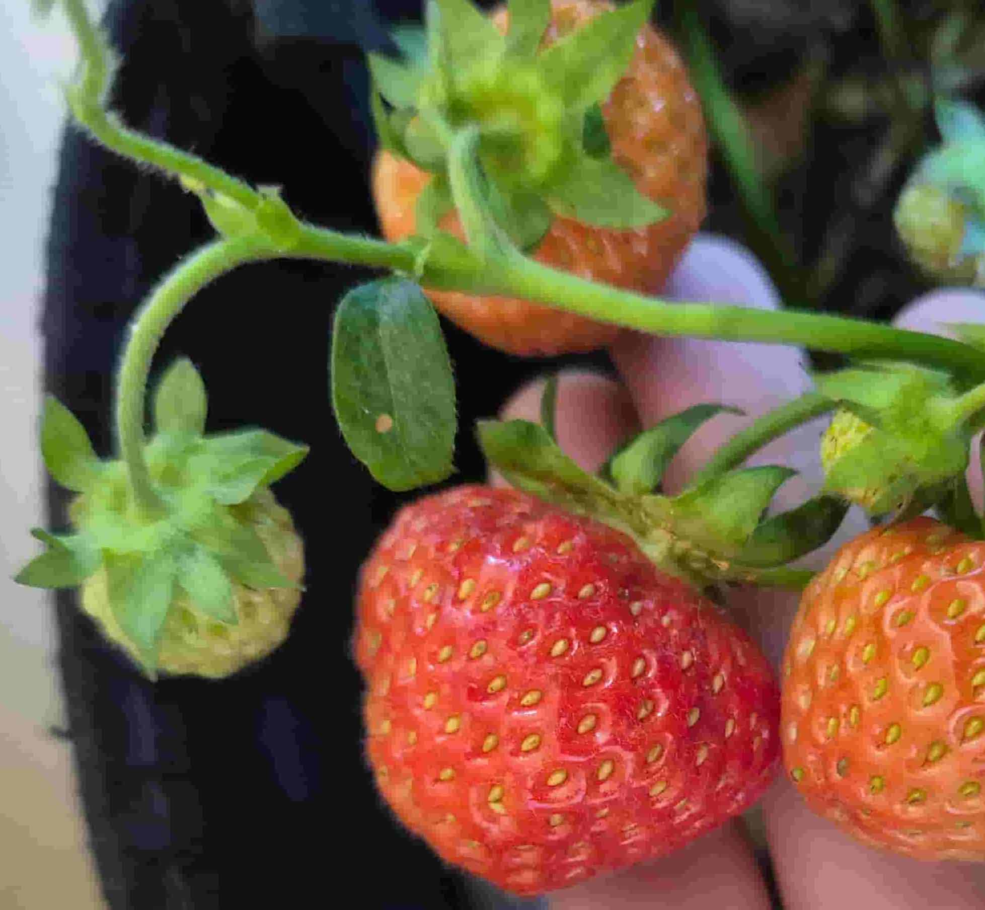 strawberry plant with aphids on the stems