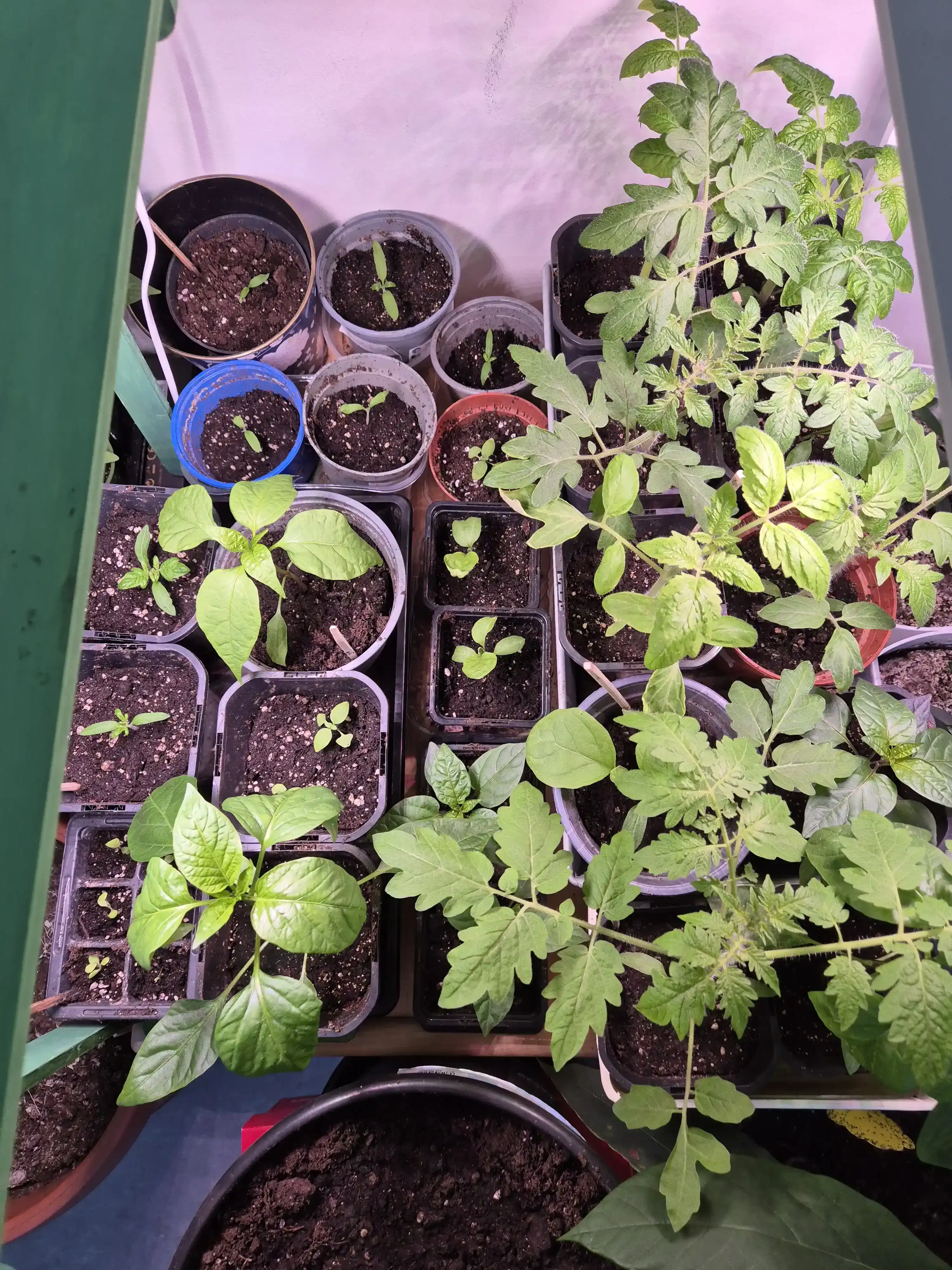 plant starts a bit more grown