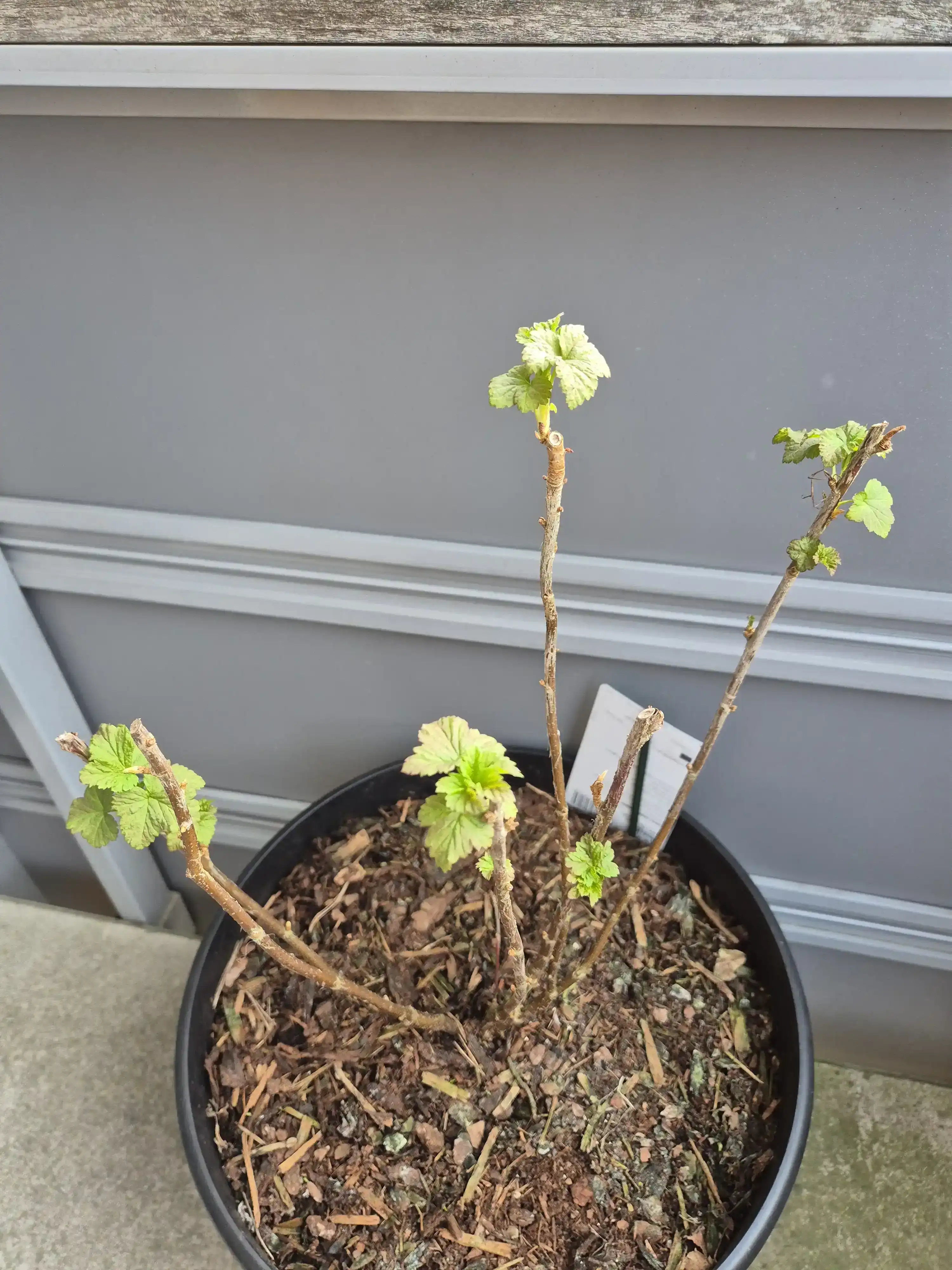 black currant bush coming back to life at the end of winter