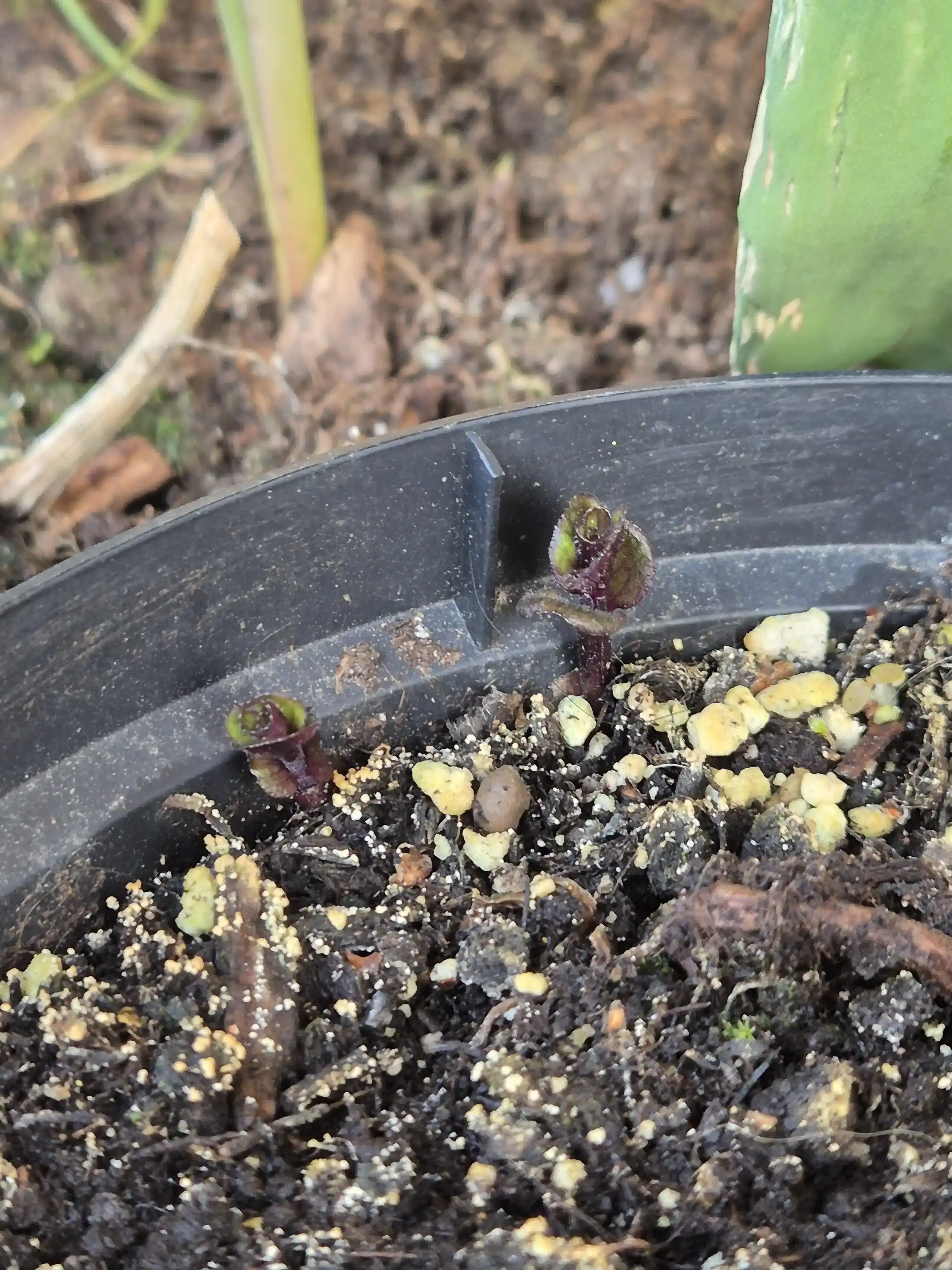 mint sprouting in the pot at the end of winter