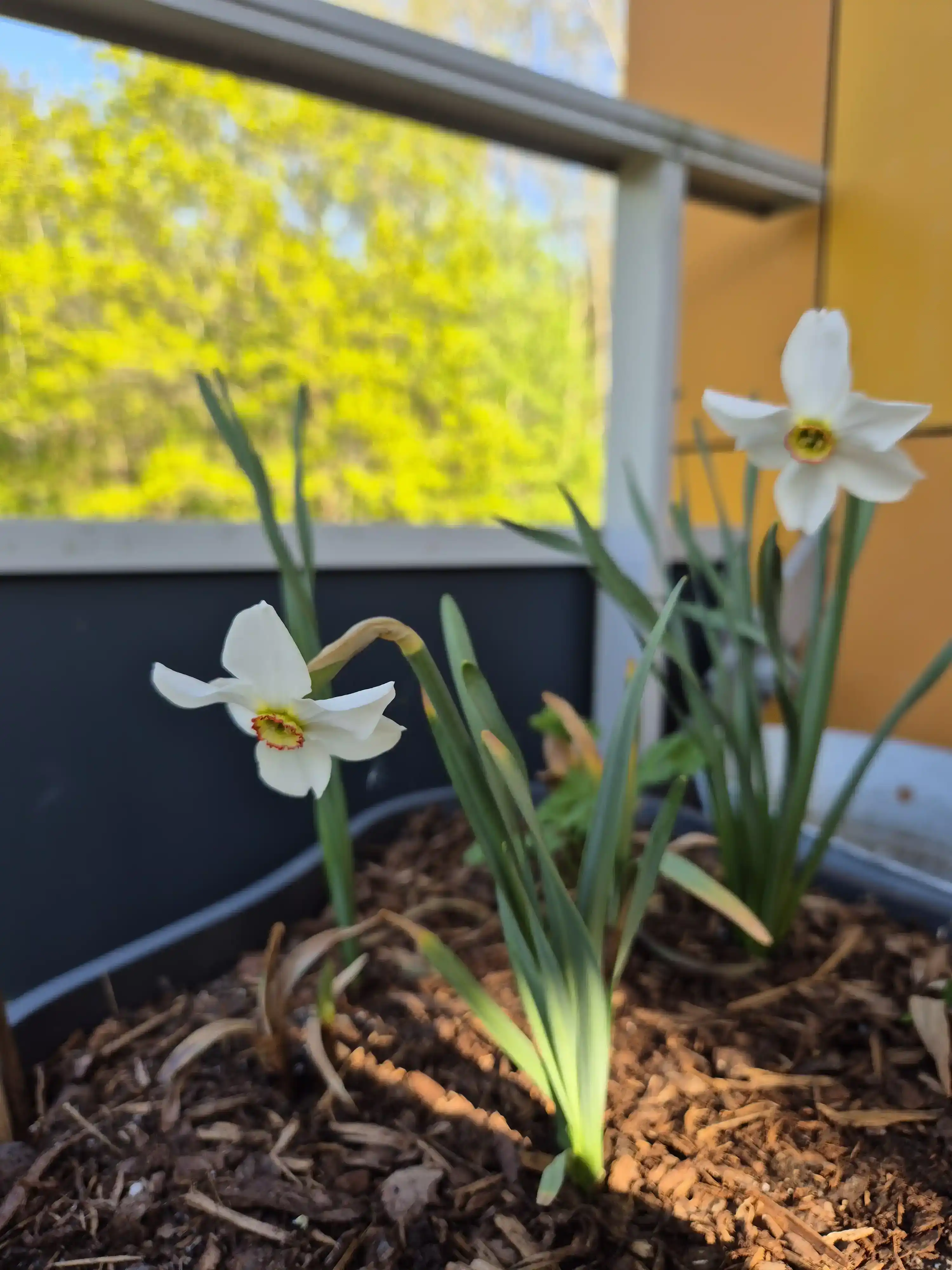 narcissus in bloom