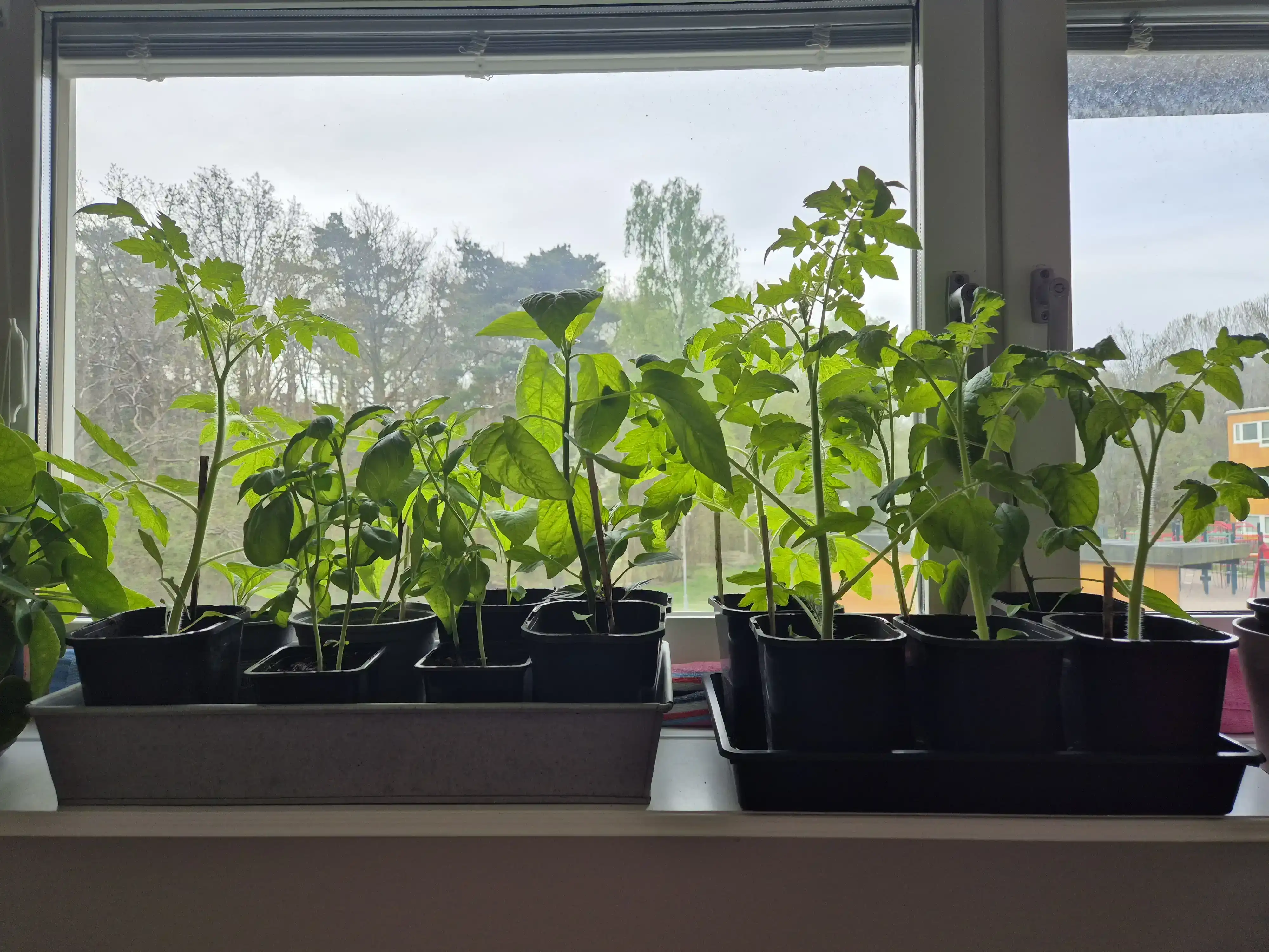 plant starts at the window basking in the sunlight