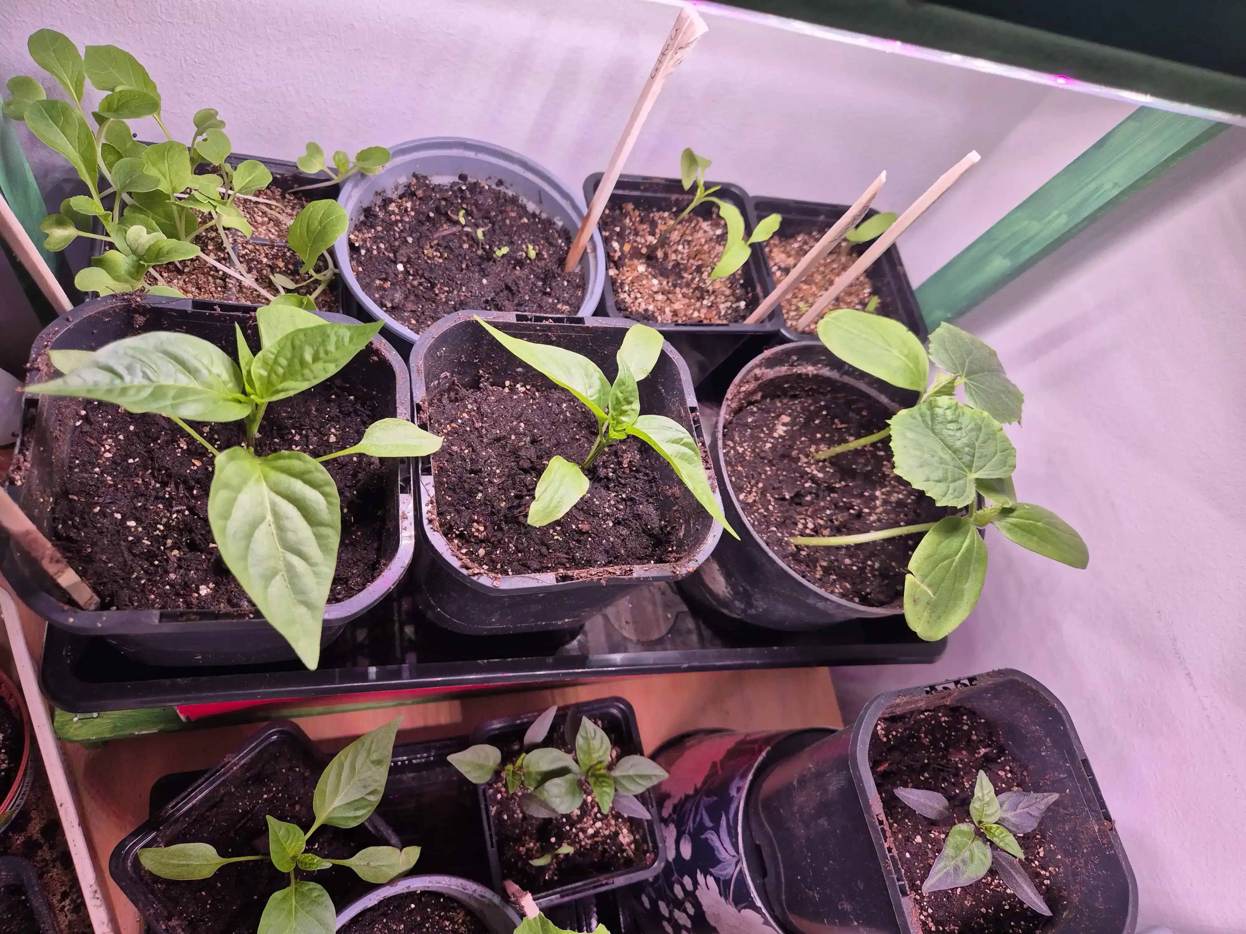 plant starts under grow light