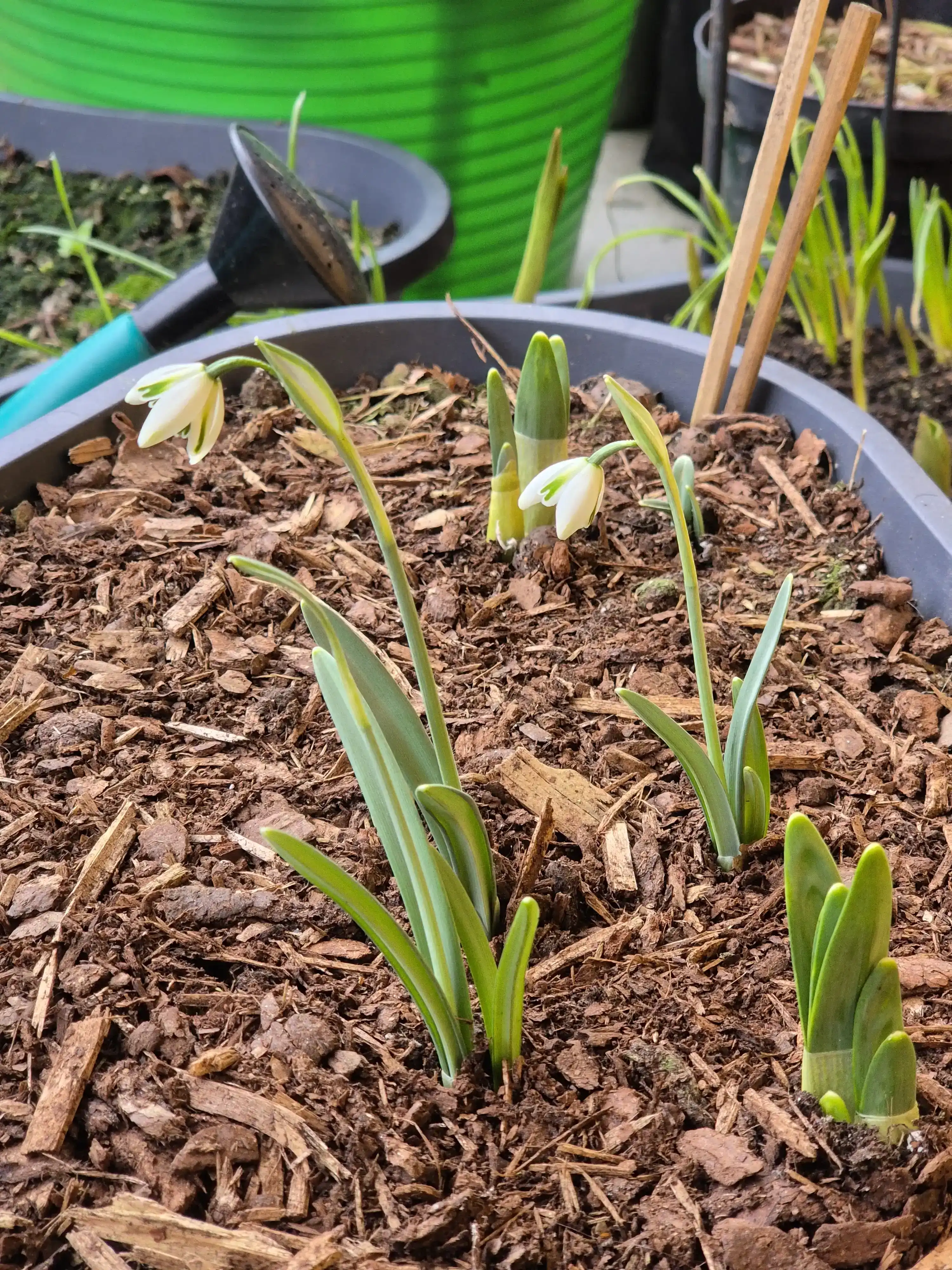 snow drops blooms