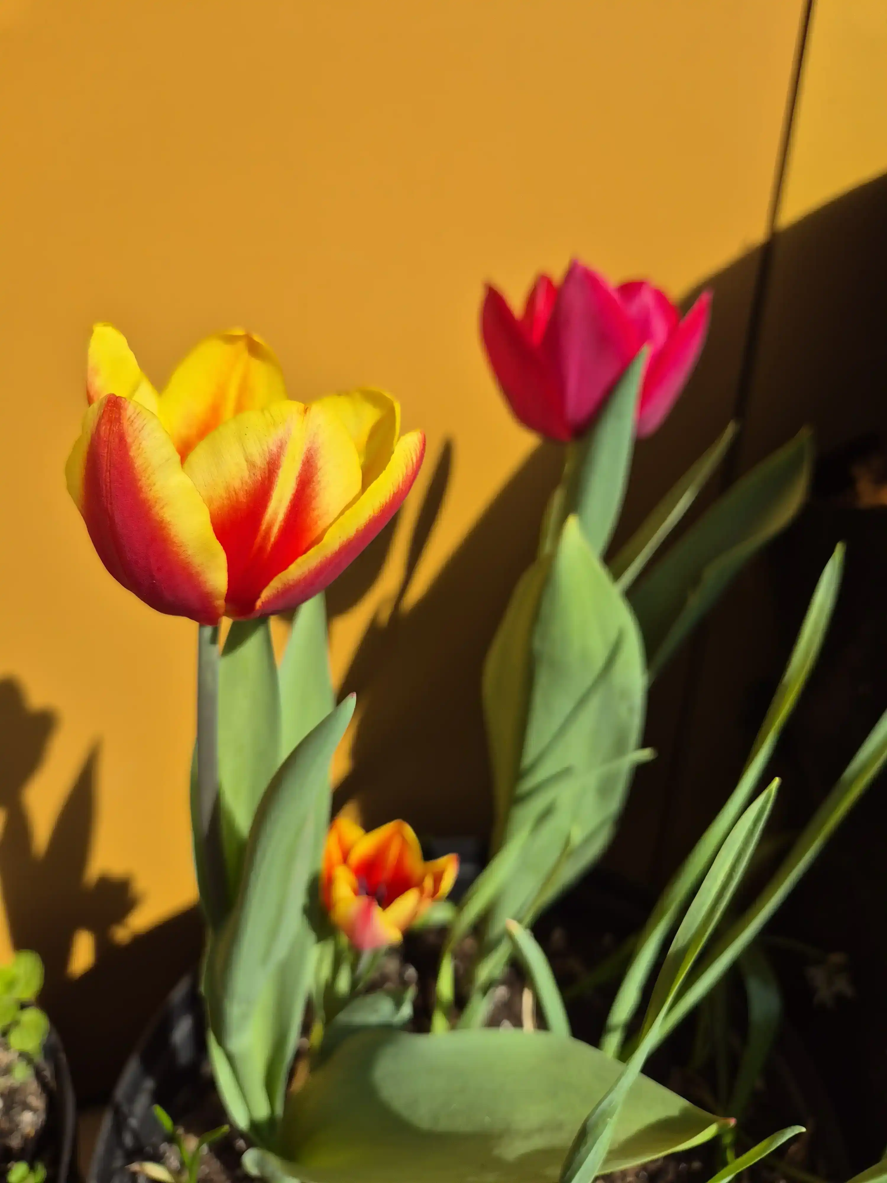 tulips in bloom